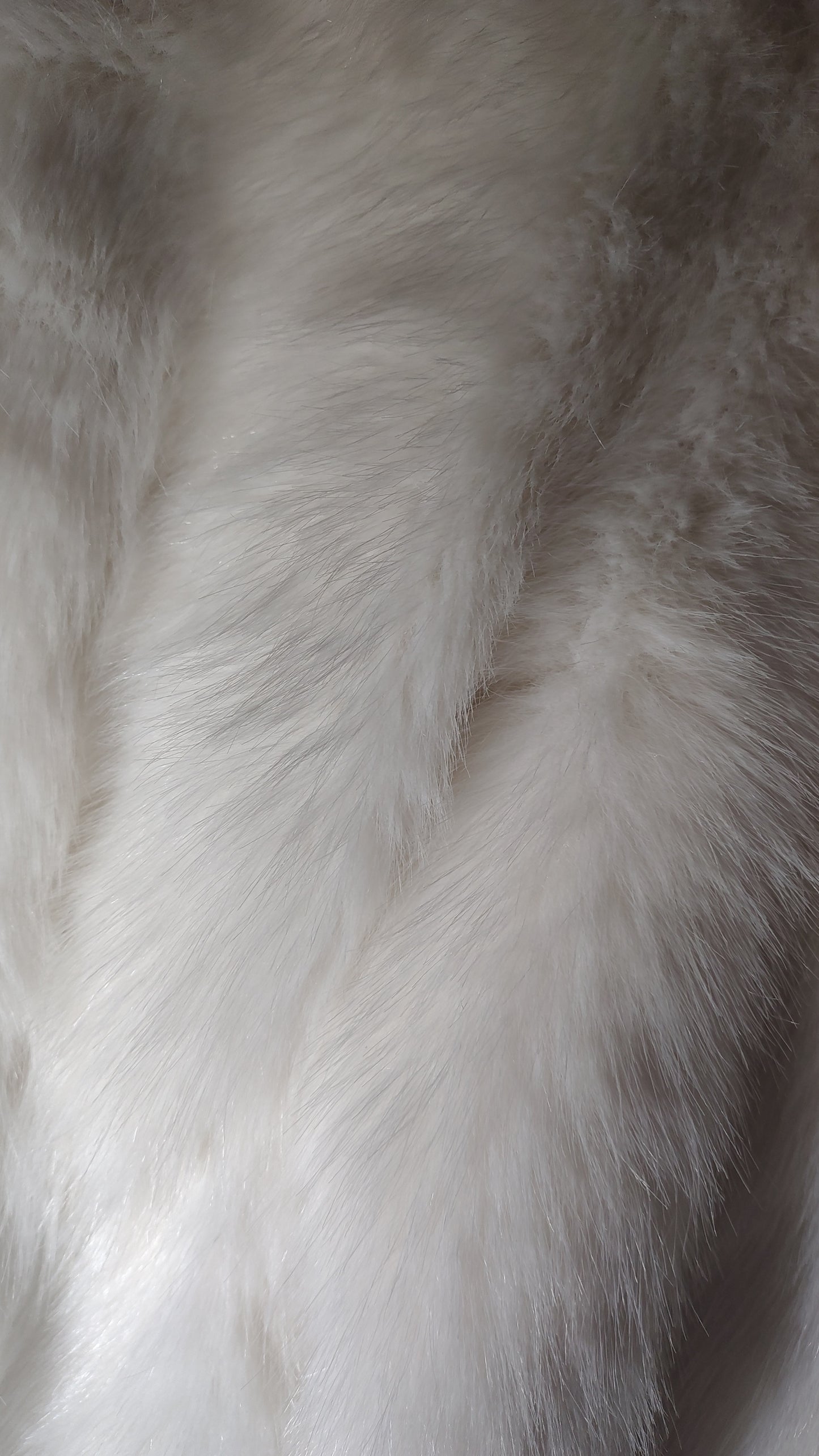 Giubbotto Meow